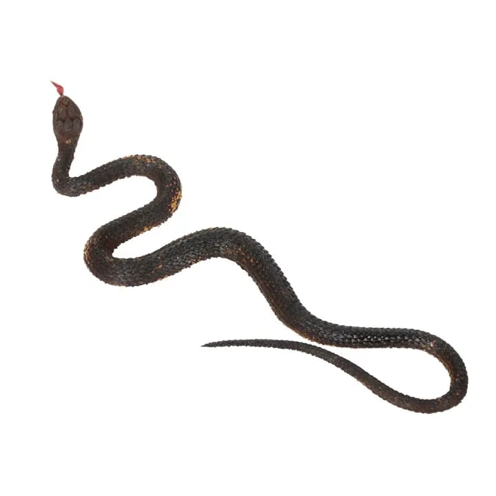 Simulation Black Rubber  Fake Snake(TOY802)